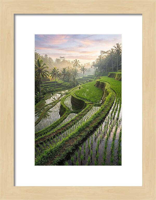 Tegalalang Rice Terraces At Dawn