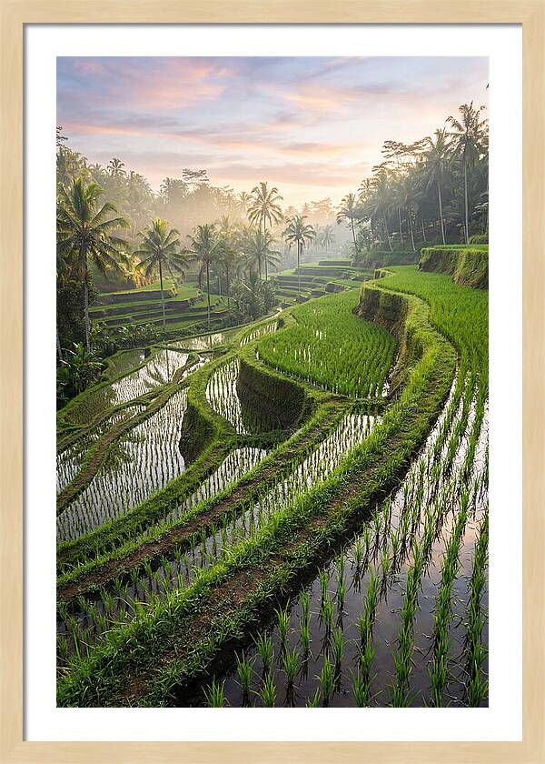 Tegalalang Rice Terraces At Dawn