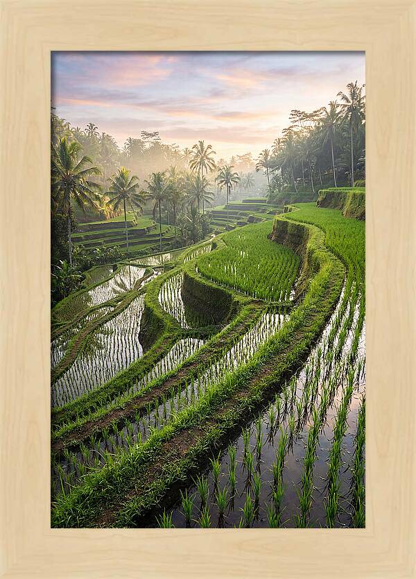 Tegalalang Rice Terraces At Dawn