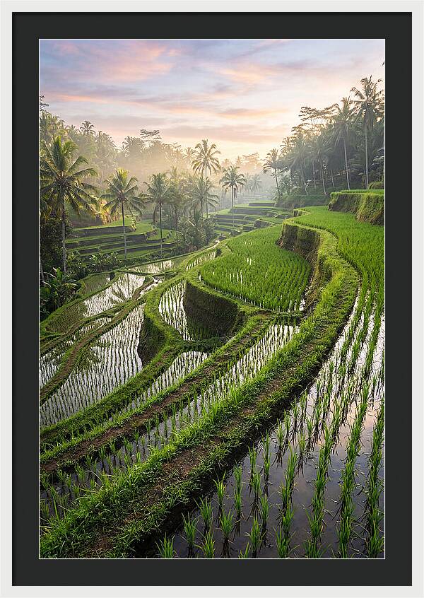 Tegalalang Rice Terraces At Dawn