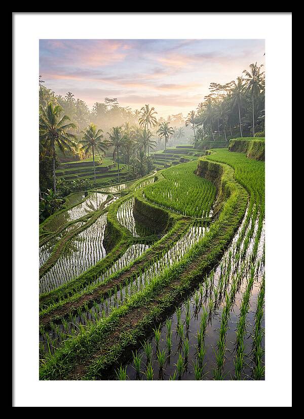 Tegalalang Rice Terraces At Dawn