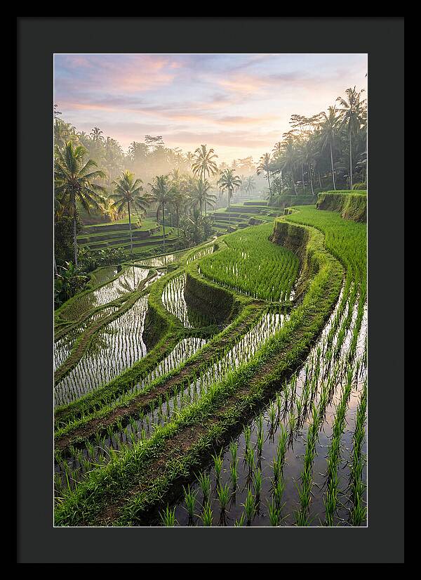 Tegalalang Rice Terraces At Dawn
