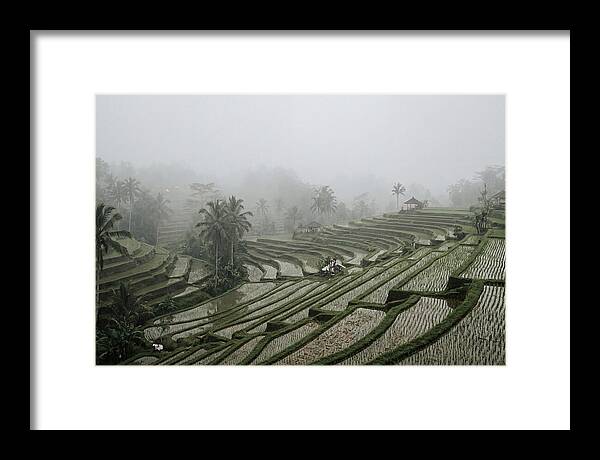 Tegalalang Rice Terraces In Mist