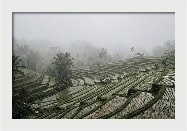 Tegalalang Rice Terraces In Mist