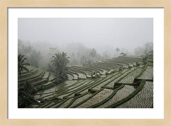 Tegalalang Rice Terraces In Mist