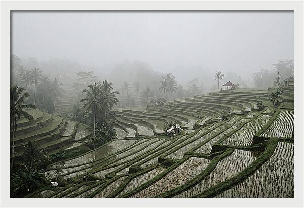 Tegalalang Rice Terraces In Mist