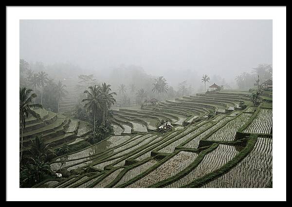 Tegalalang Rice Terraces In Mist