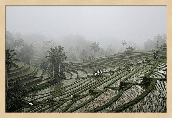 Tegalalang Rice Terraces In Mist