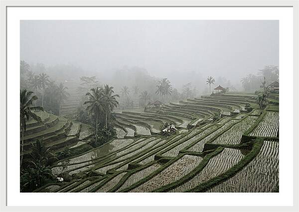 Tegalalang Rice Terraces In Mist