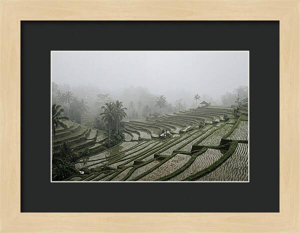 Tegalalang Rice Terraces In Mist