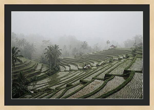 Tegalalang Rice Terraces In Mist