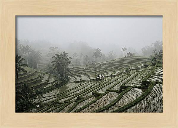 Tegalalang Rice Terraces In Mist