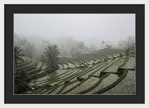 Tegalalang Rice Terraces In Mist