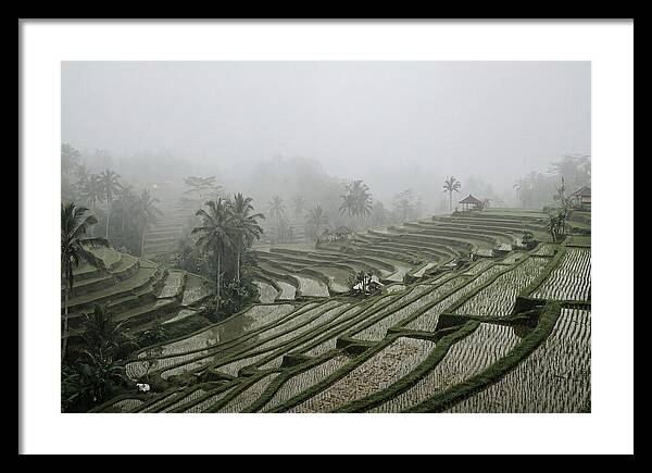 Tegalalang Rice Terraces In Mist