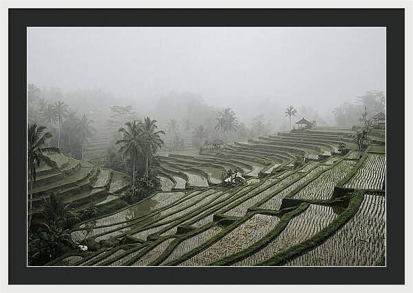 Tegalalang Rice Terraces In Mist