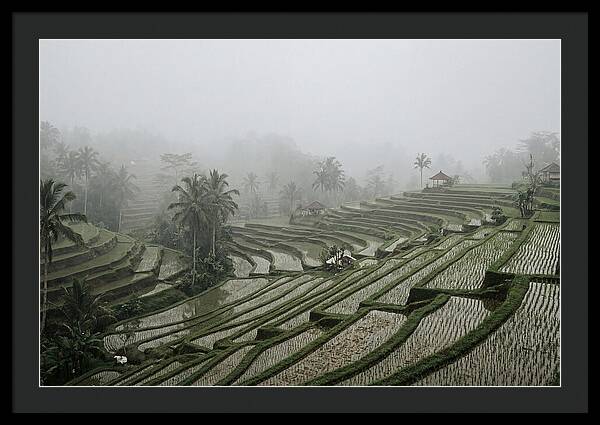 Tegalalang Rice Terraces In Mist