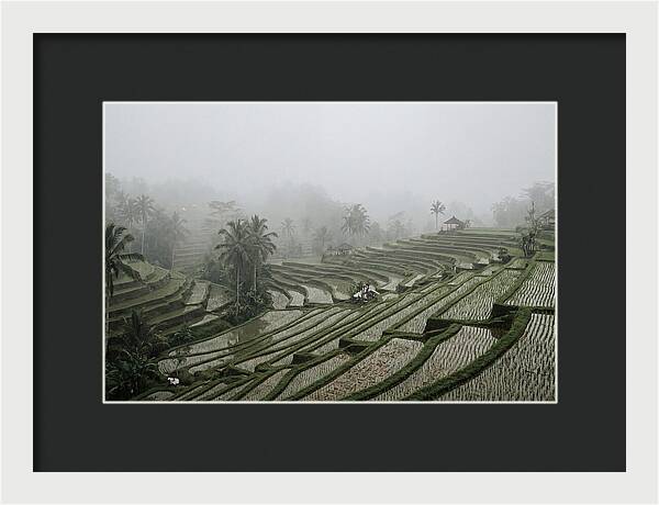 Tegalalang Rice Terraces In Mist