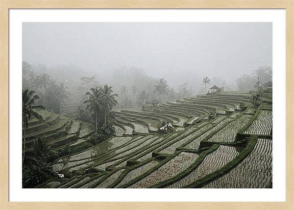 Tegalalang Rice Terraces In Mist
