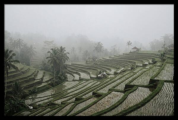 Tegalalang Rice Terraces In Mist