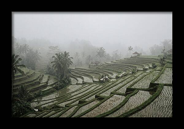 Tegalalang Rice Terraces In Mist