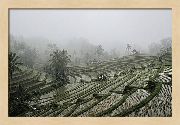 Tegalalang Rice Terraces In Mist