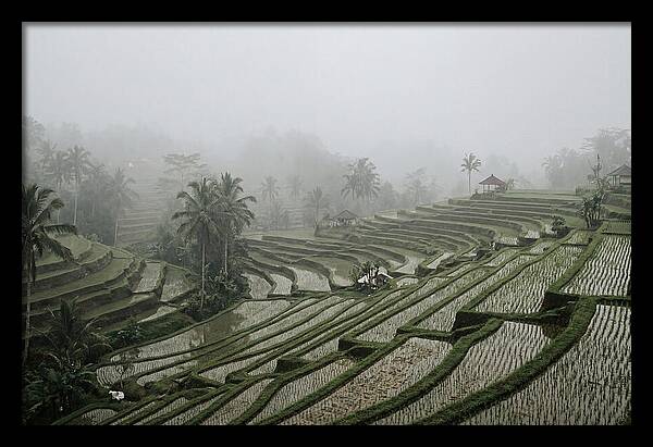 Tegalalang Rice Terraces In Mist