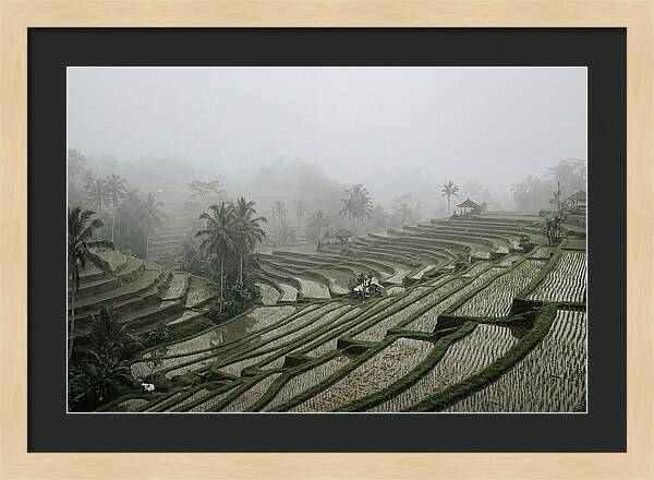 Tegalalang Rice Terraces In Mist