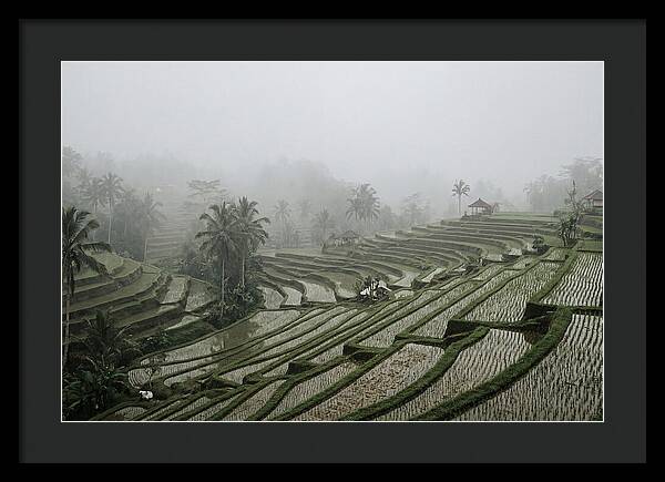 Tegalalang Rice Terraces In Mist
