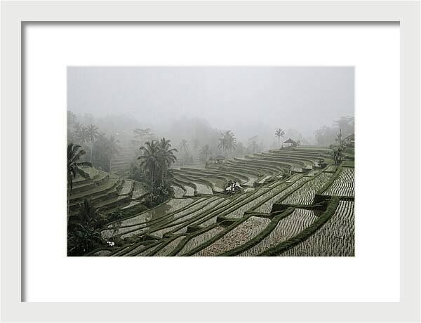 Tegalalang Rice Terraces In Mist