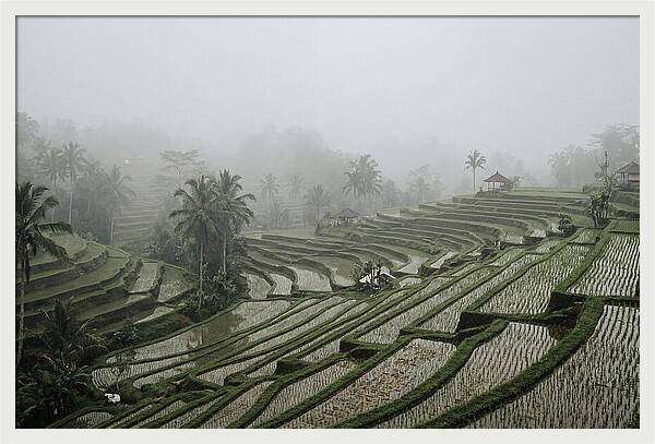 Tegalalang Rice Terraces In Mist