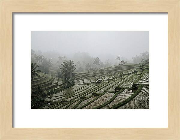 Tegalalang Rice Terraces In Mist