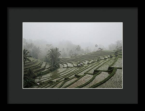 Tegalalang Rice Terraces In Mist