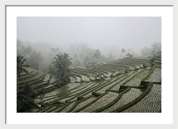 Tegalalang Rice Terraces In Mist
