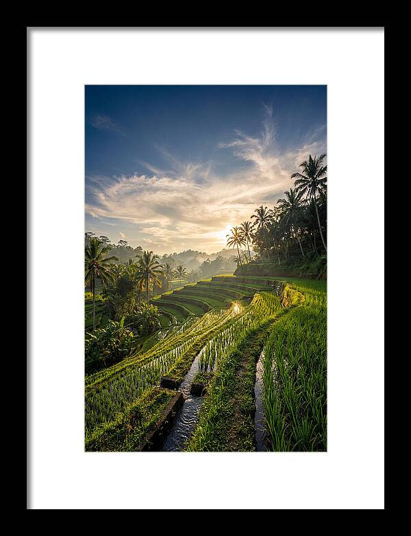 Tegallalang Rice Terraces At Golden Hour