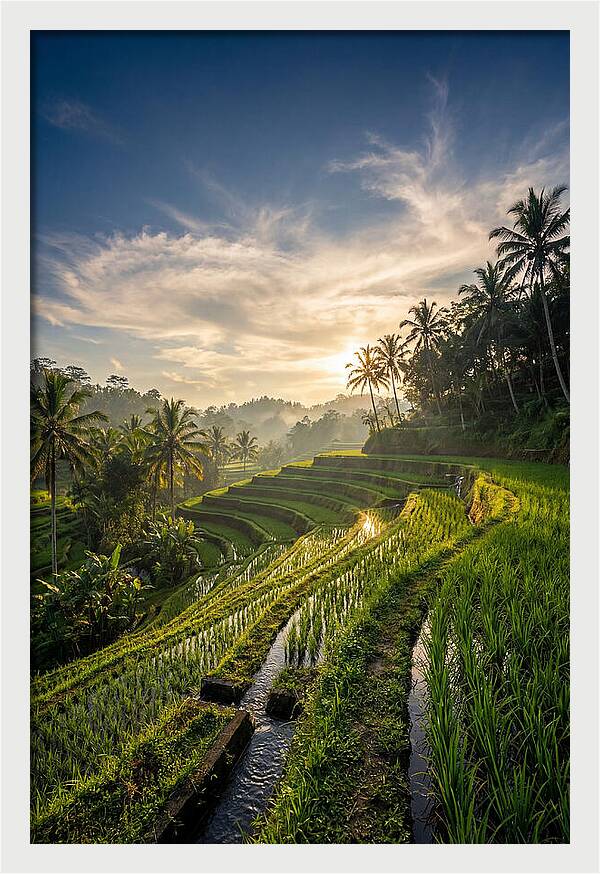 Tegallalang Rice Terraces At Golden Hour