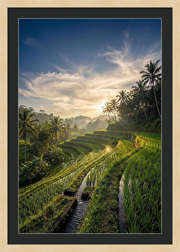 Tegallalang Rice Terraces At Golden Hour