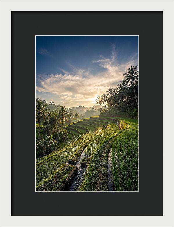 Tegallalang Rice Terraces At Golden Hour