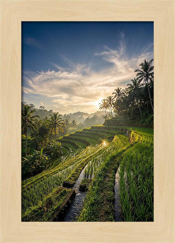 Tegallalang Rice Terraces At Golden Hour