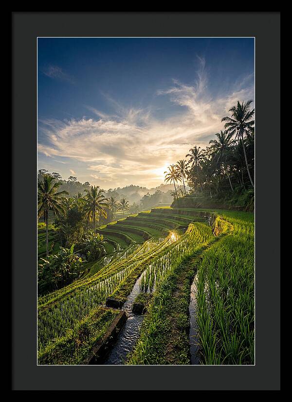 Tegallalang Rice Terraces At Golden Hour