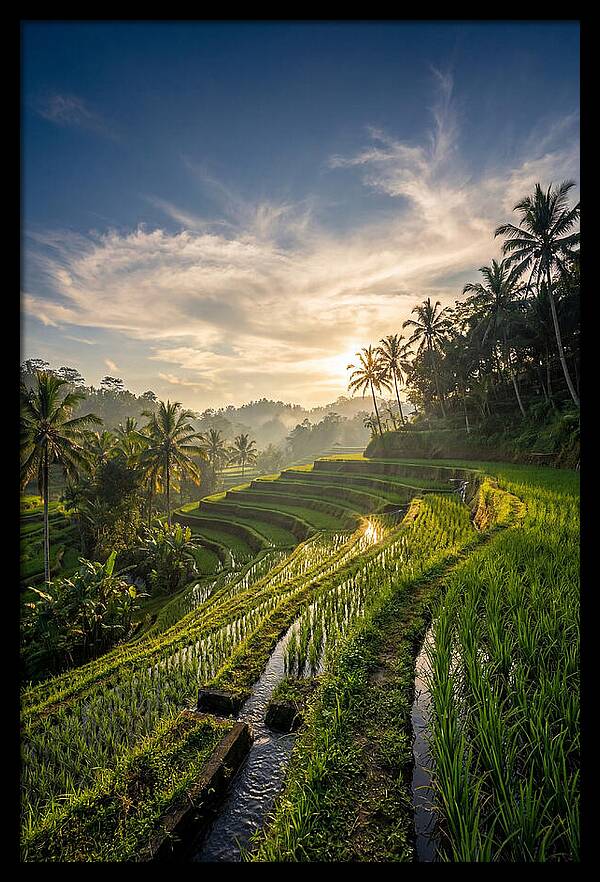 Tegallalang Rice Terraces At Golden Hour