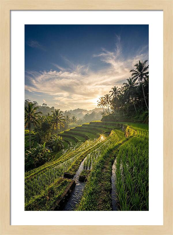 Tegallalang Rice Terraces At Golden Hour