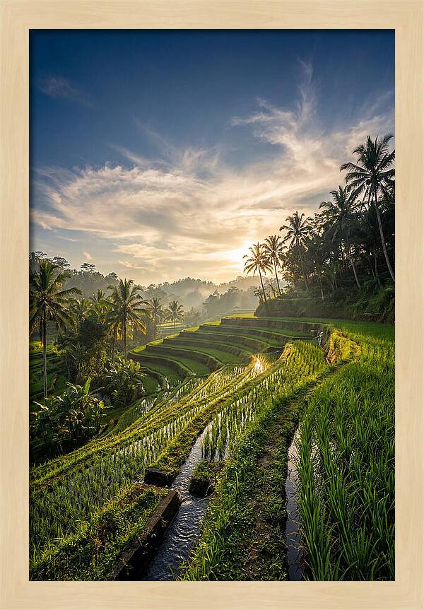 Tegallalang Rice Terraces At Golden Hour