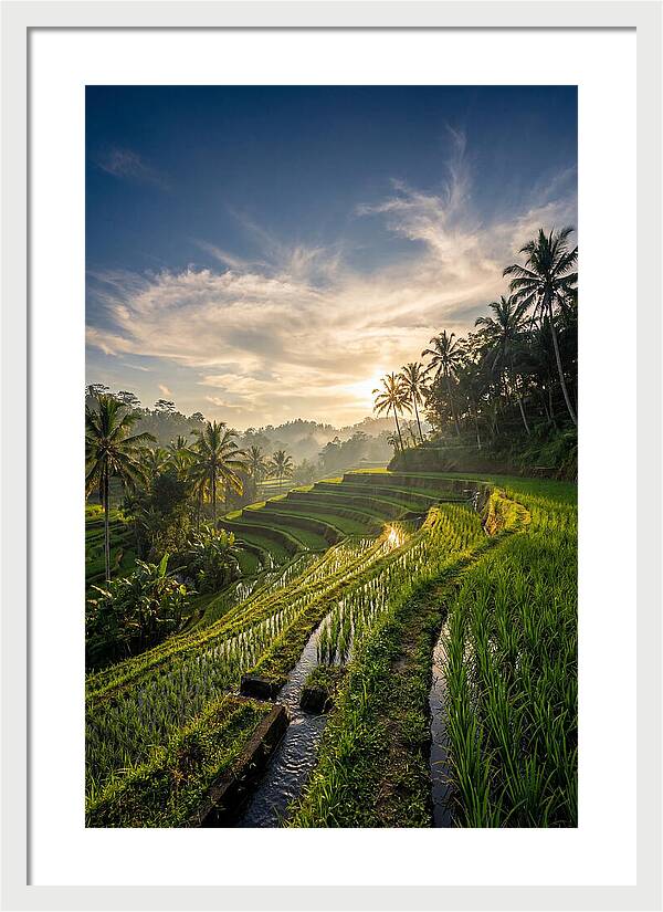 Tegallalang Rice Terraces At Golden Hour