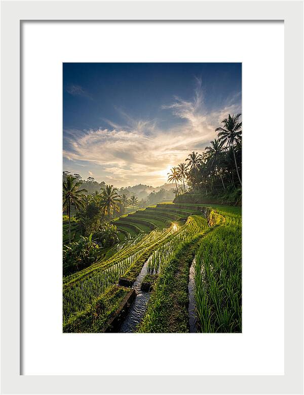 Tegallalang Rice Terraces At Golden Hour