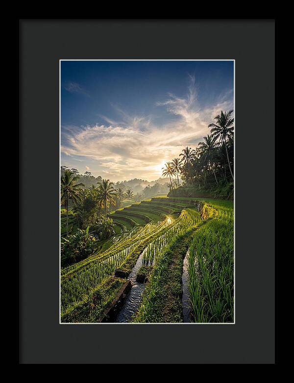 Tegallalang Rice Terraces At Golden Hour