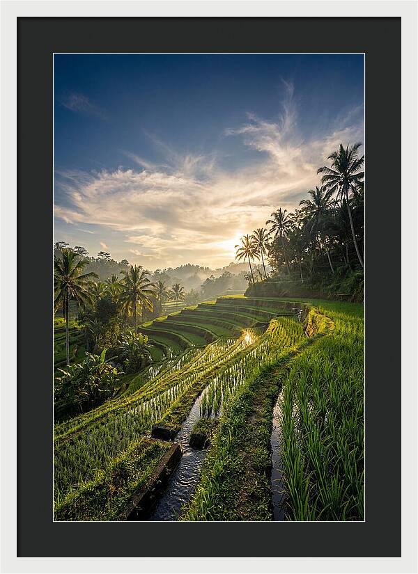 Tegallalang Rice Terraces At Golden Hour