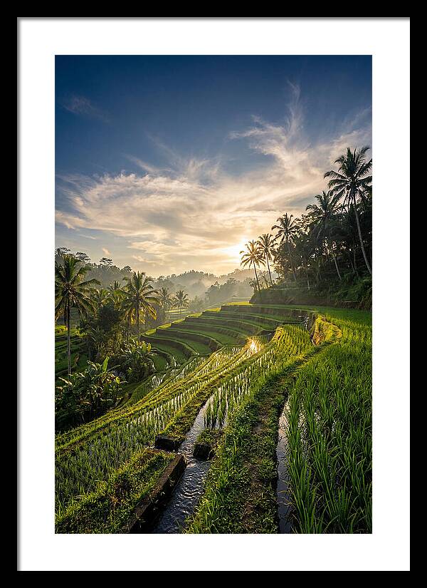 Tegallalang Rice Terraces At Golden Hour