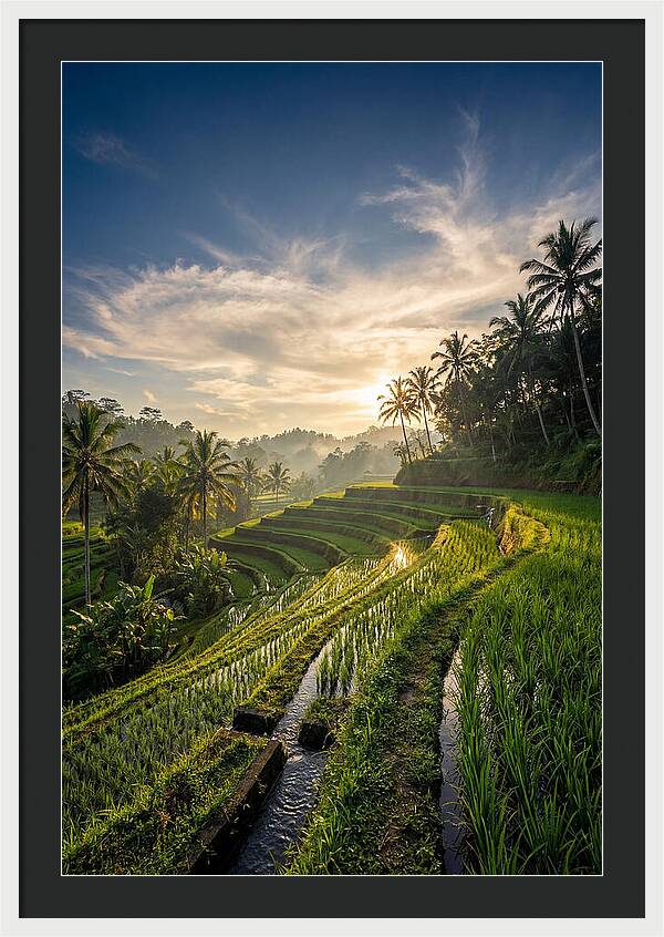 Tegallalang Rice Terraces At Golden Hour