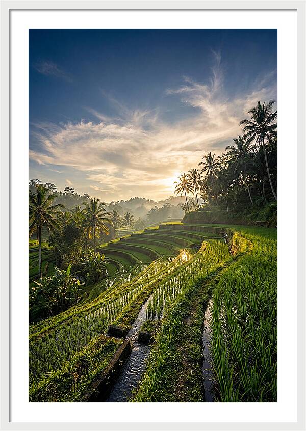 Tegallalang Rice Terraces At Golden Hour