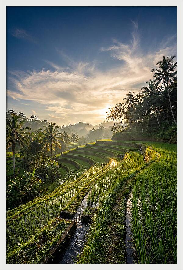 Tegallalang Rice Terraces At Golden Hour